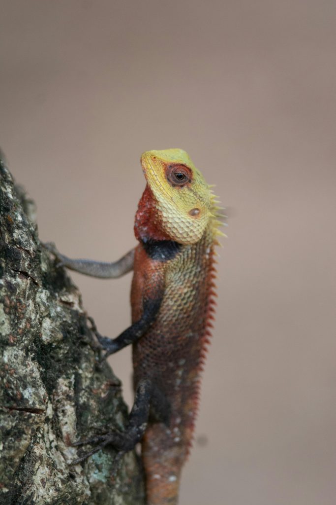 ridesri travel photo sri lanka