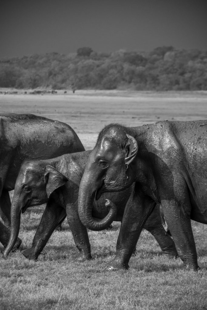 ridesri travel photo sri lanka