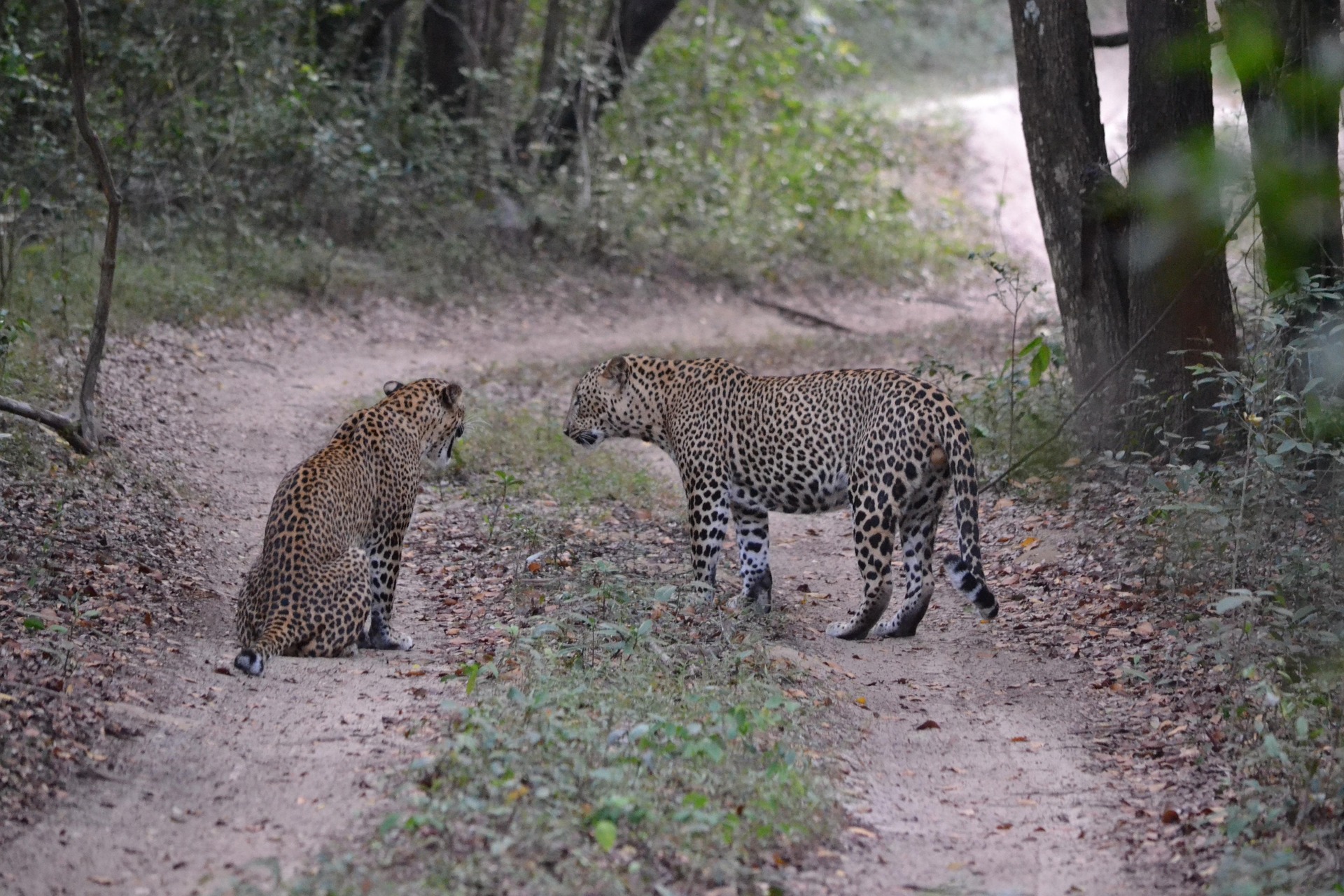 leopard sri lanka